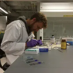 Palaeobotanist Tammo Reichgelt working on fossil leaves in the lab at the Lamont Doherty Earth Observatory.