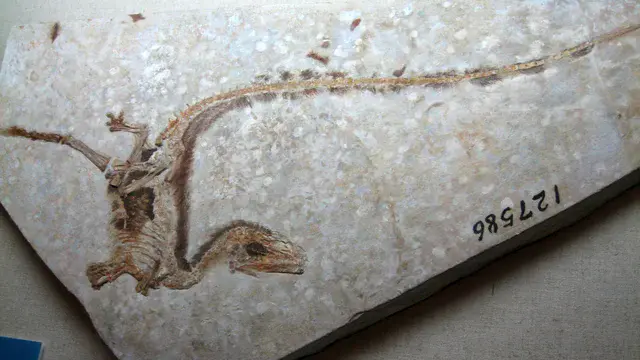 Sinosauropteryx (Credit: Sam / Olai Ose / Skjaervoy, Flickr)