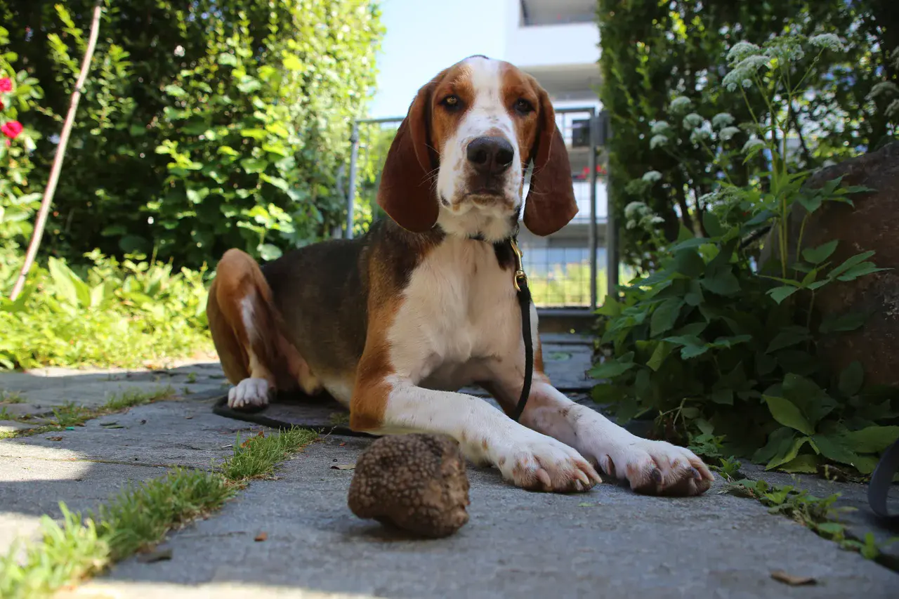 Miro, a trained truffle dog, and his harvest (Credit: Simon Egli, WSL)