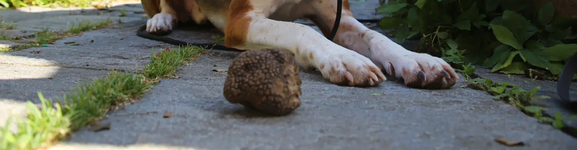 Miro, a trained truffle dog, and his harvest (Credit: Simon Egli, WSL)