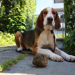 Miro, a trained truffle dog, and his harvest