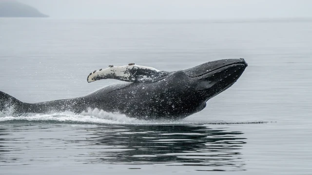 026a_Humpback_whale_jump_and_splash_Photo_by_Giles_Laurent.jpg