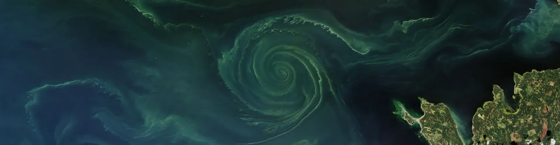Blooms of algae in the Baltic in summer 2018 (Credit: NASA Earth Observatory)