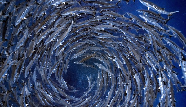 OceanImageBank_MasayukiAgawa_33_blog2.jpg