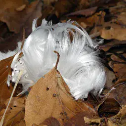 Hair ice in a forest near Brachbach, Germany