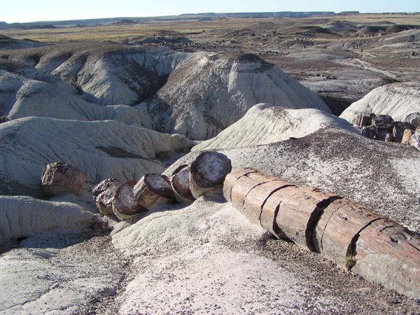 A petrified log in Petrified Forest National Park, Arizona USA