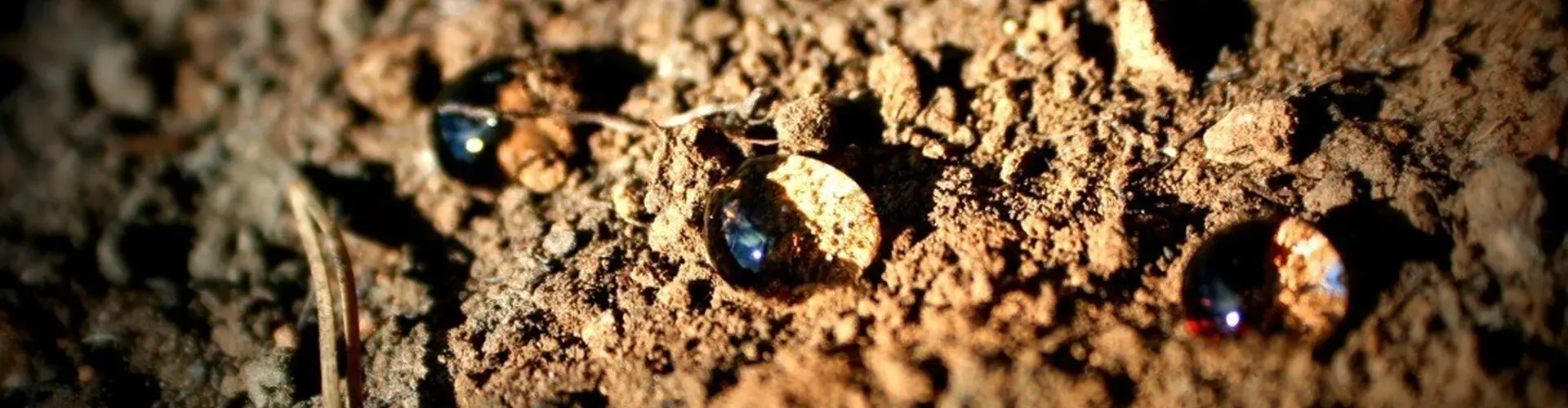 Soil water repellency (Credit: Antonio Jordán, distributed via imaggeo.egu.eu)