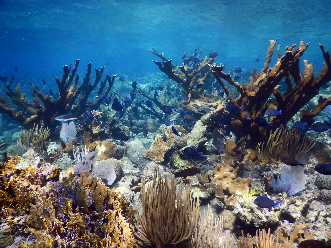 Healthy Elkhorn coral (Credit: Curt Storlazzi, USGS)