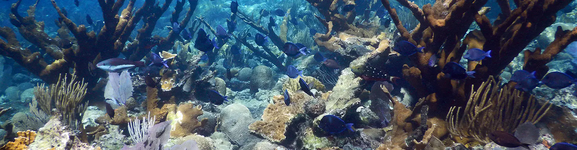 Healthy Elkhorn coral (Credit: Curt Storlazzi, USGS)