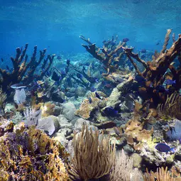 Healthy Elkhorn coral
