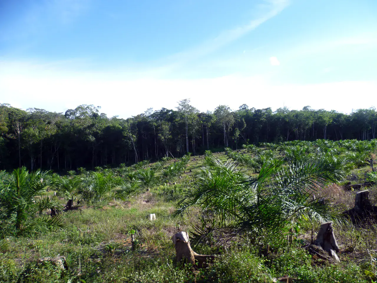 Young palm oil plantation and forest (Credit: Clifton Sabajo)