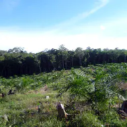 Young palm oil plantation and forest