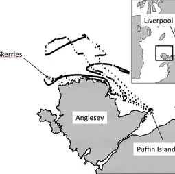 Track of one of the tagged birds