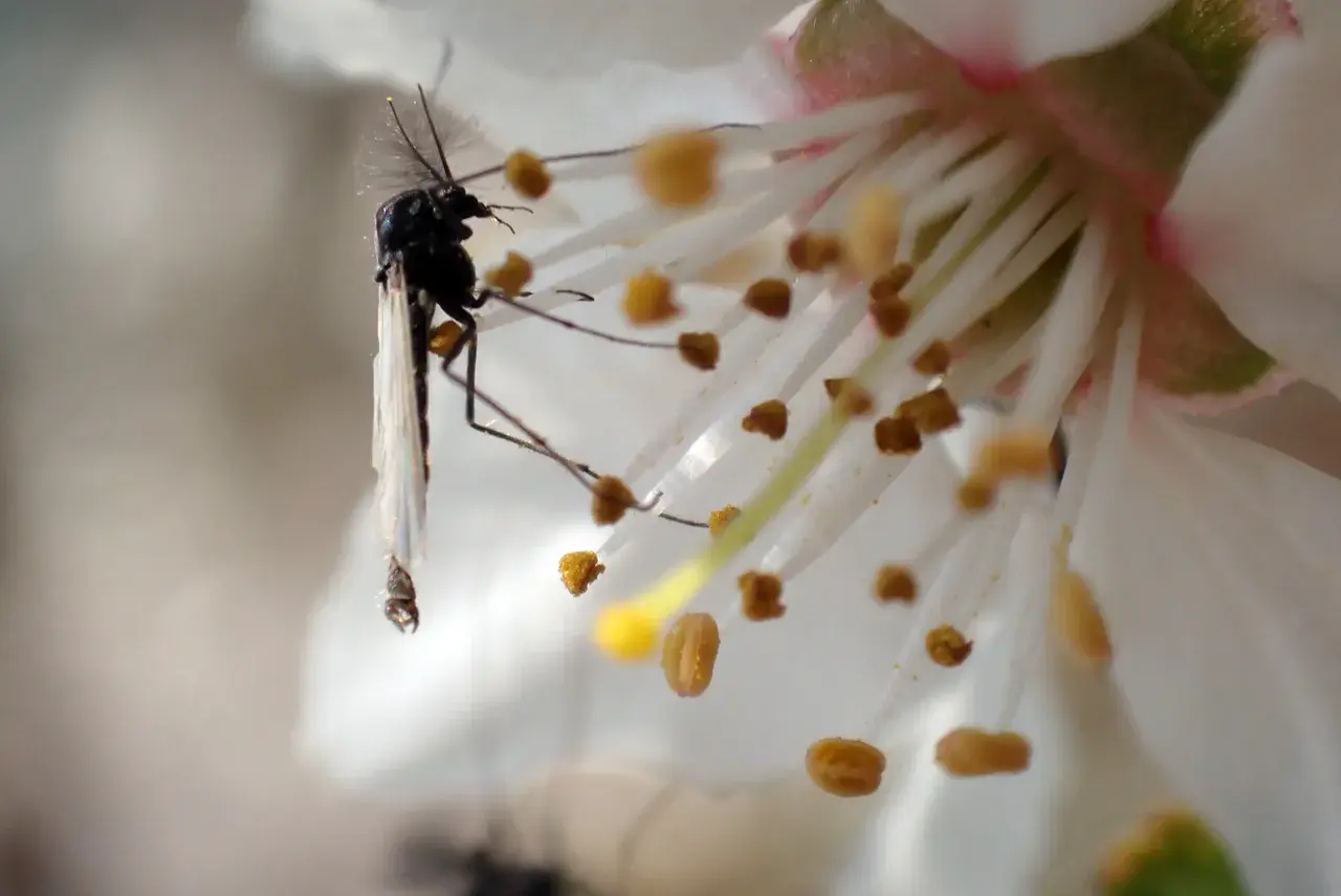 Modern, nonbiting bidge on a flowering apple tree (Credit: Viktor Baranov)
