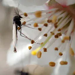 Modern, nonbiting bidge on a flowering apple tree