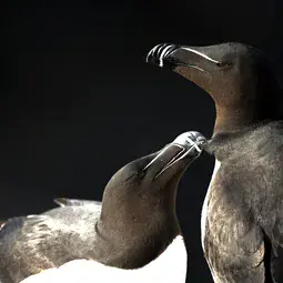 Razorbill Alca torda, two adults with one preening the other, Great Saltee, Republic of Ireland