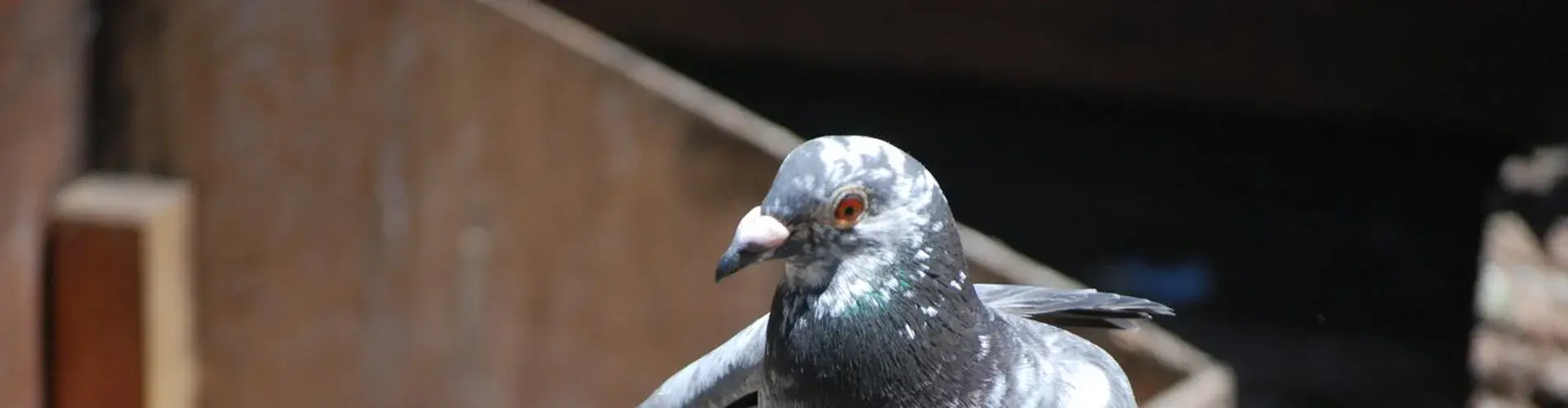Homing pigeon (Credit: Five Furlongs)
