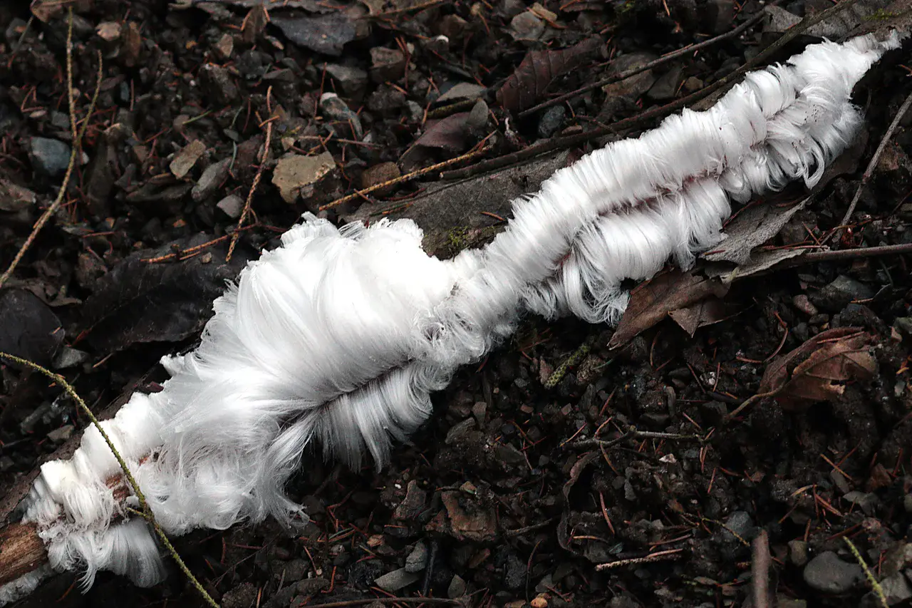 Hair ice on the forest floor (Brachbach, Germany) (Credit: Gisela Preuß)
