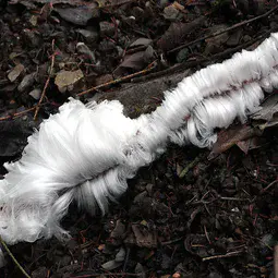 Hair ice on the forest floor (Brachbach, Germany)