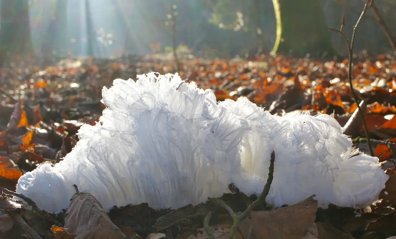 Hair ice in a forest near Moosseedorf, Switzerland (Credit: Christian Mätzler)