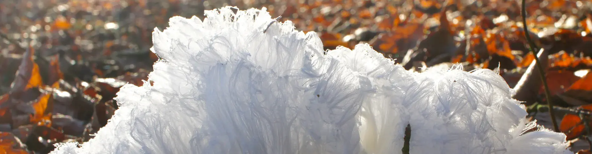 Hair ice in a forest near Moosseedorf, Switzerland (Credit: Christian Mätzler)