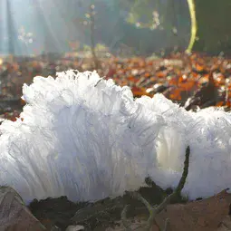 Hair ice in a forest near Moosseedorf, Switzerland