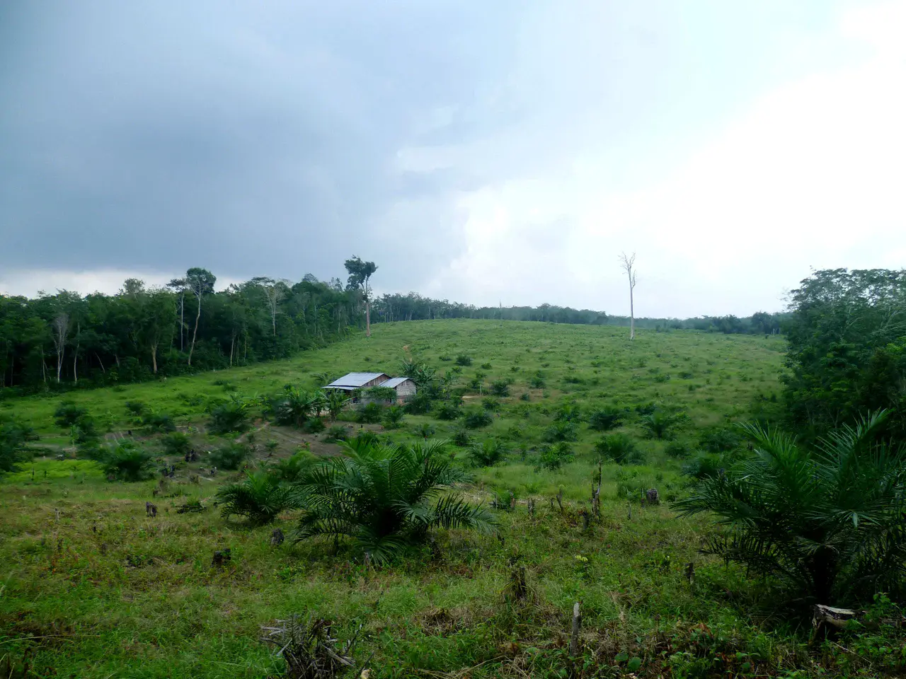 Young palm oil plantation established between forest areas (Credit: Clifton Sabajo)
