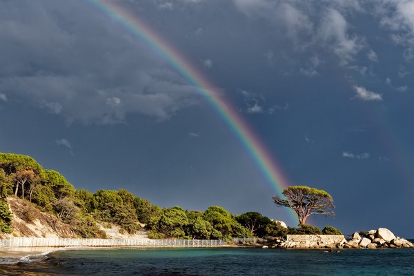 joern behrens rainbow over mediterranean stone pine.jpg