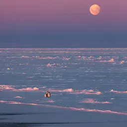 Emperor Penguins in the ice-covered winter Weddell Sea, Antarctica