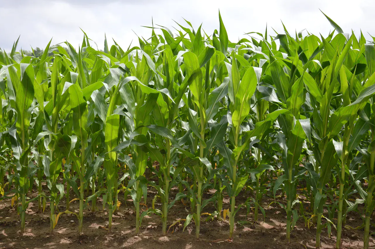 A field of corn (Credit: Illustratedjc / CC BY-SA (https://creativecommons.org/licenses/by-sa/3.0))