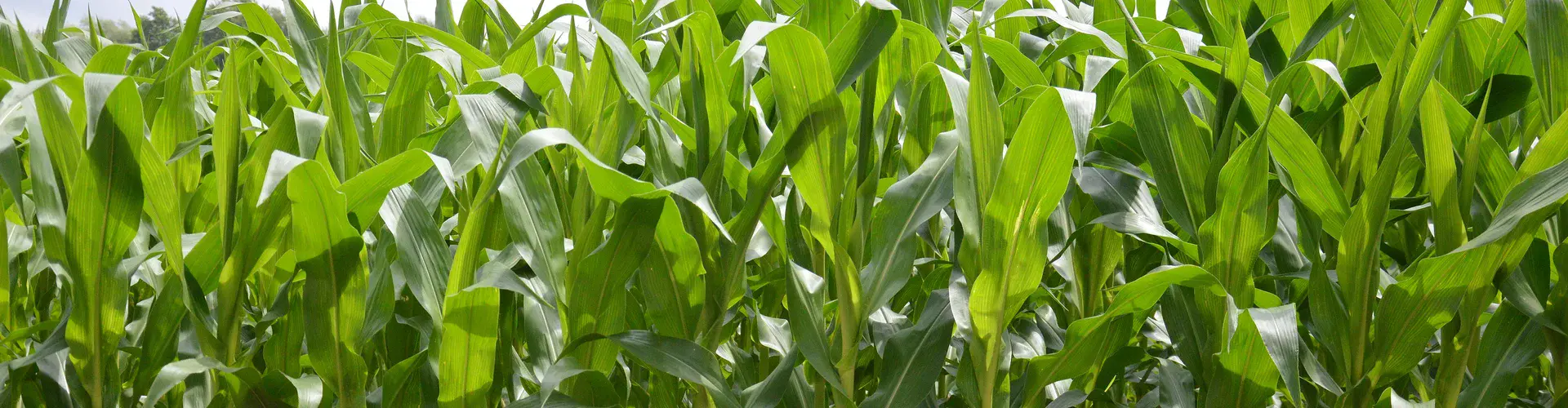 A field of corn (Credit: Illustratedjc / CC BY-SA (https://creativecommons.org/licenses/by-sa/3.0))