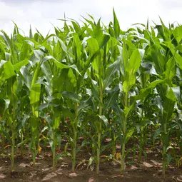 A field of corn