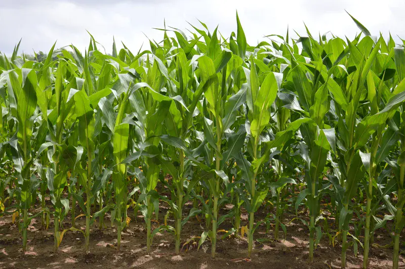 A field of corn (Credit: Illustratedjc / CC BY-SA (https://creativecommons.org/licenses/by-sa/3.0))