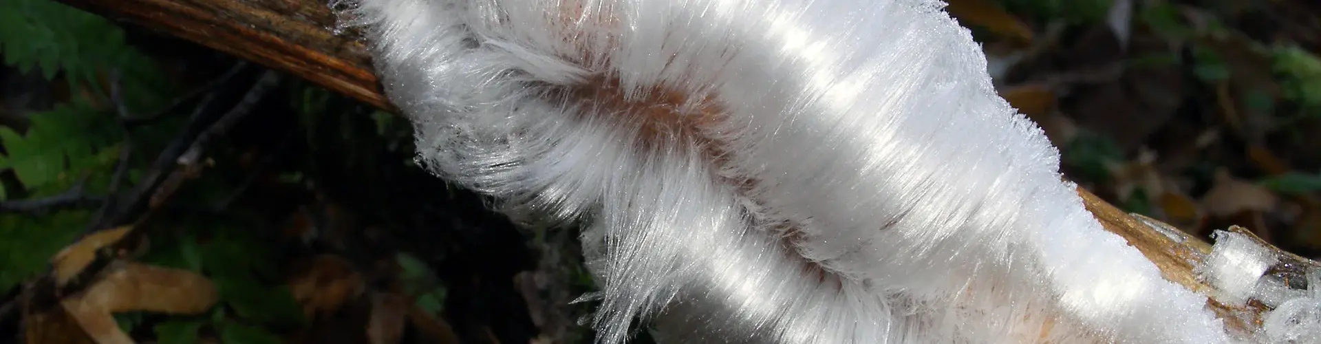 Hair ice growing on a branch in a forest near Brachbach, Germany (Credit: Gisela Preuß)