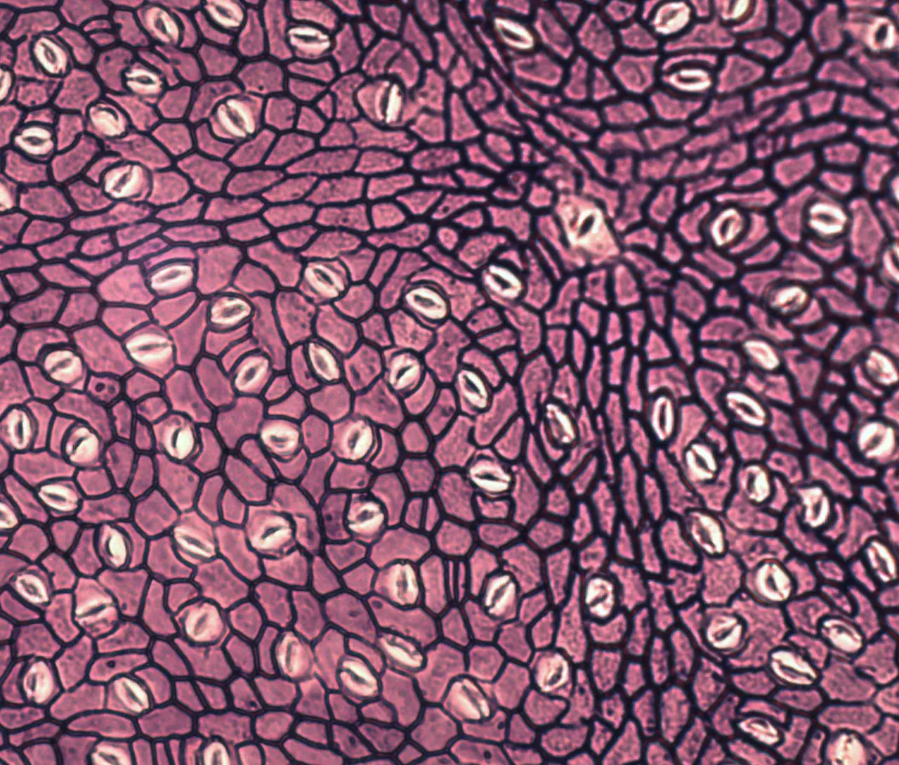Another Foulden fossil leaf magnified 400x. (Credit: Tammo Reichgelt/University of Connecticut)
