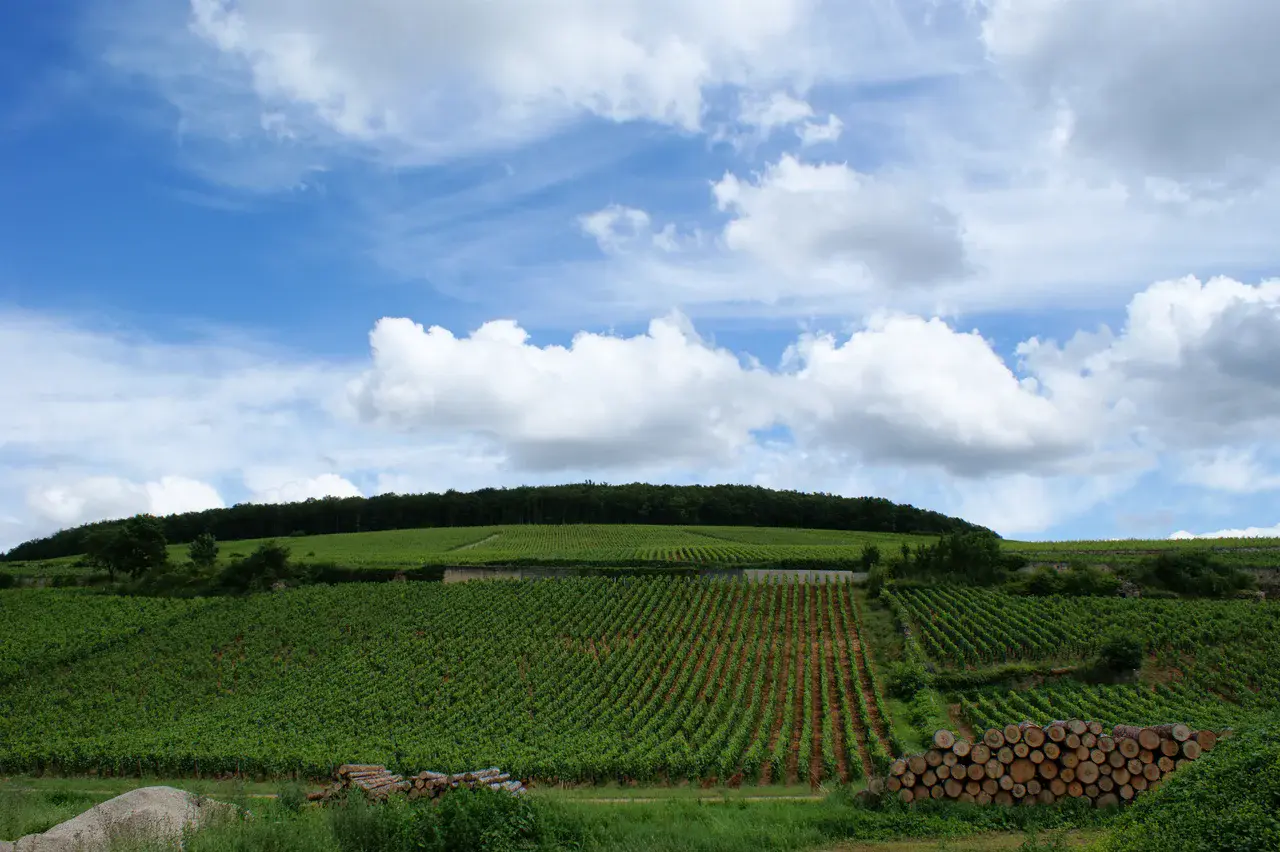 Vineyards in Beaune, Burgundy (Credit: Olivier Duquesne via Flickr)