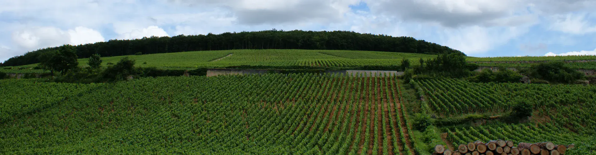 Vineyards in Beaune, Burgundy (Credit: Olivier Duquesne via Flickr)