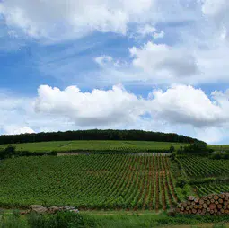 Vineyards in Beaune, Burgundy