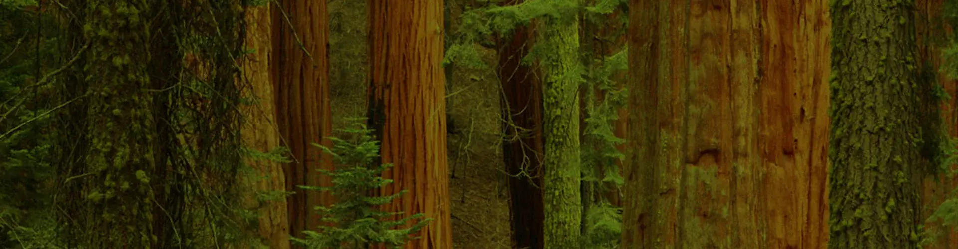 Giant Sequoia Trees (Credit: Ioannis Daglis, distributed via imaggeo.egu.eu)