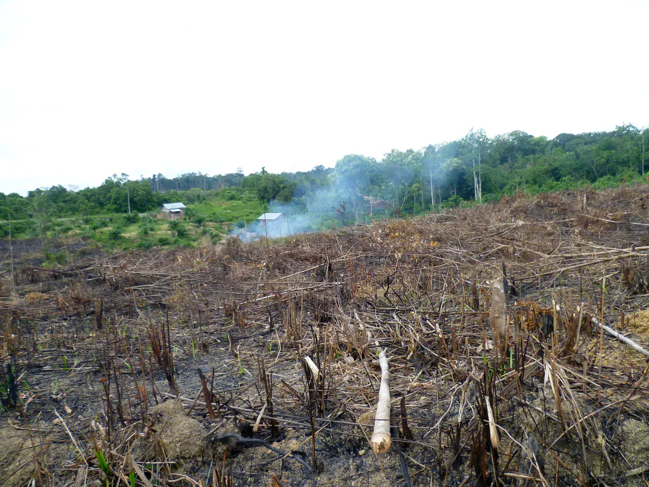 Land clearing in Jambi, Sumatra (Credit: Clifton Sabajo)