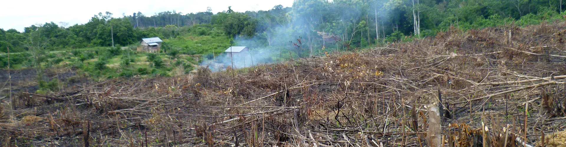Land clearing in Jambi, Sumatra (Credit: Clifton Sabajo)