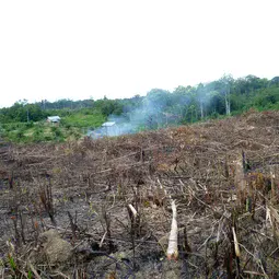 Land clearing in Jambi, Sumatra