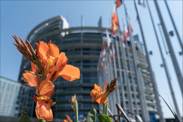 European Parliament, Opening EP remembers Nelson Mandela and mourns attacks on Roma in Ukraine. Flickr.jpg