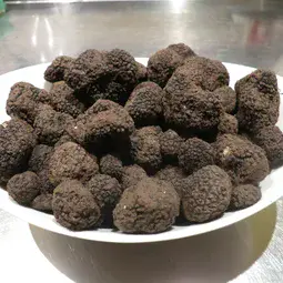 Burgundy truffles ready for analysis