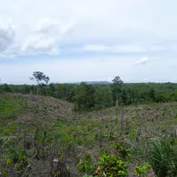 Recently cleared land, with a young palm oil plantation