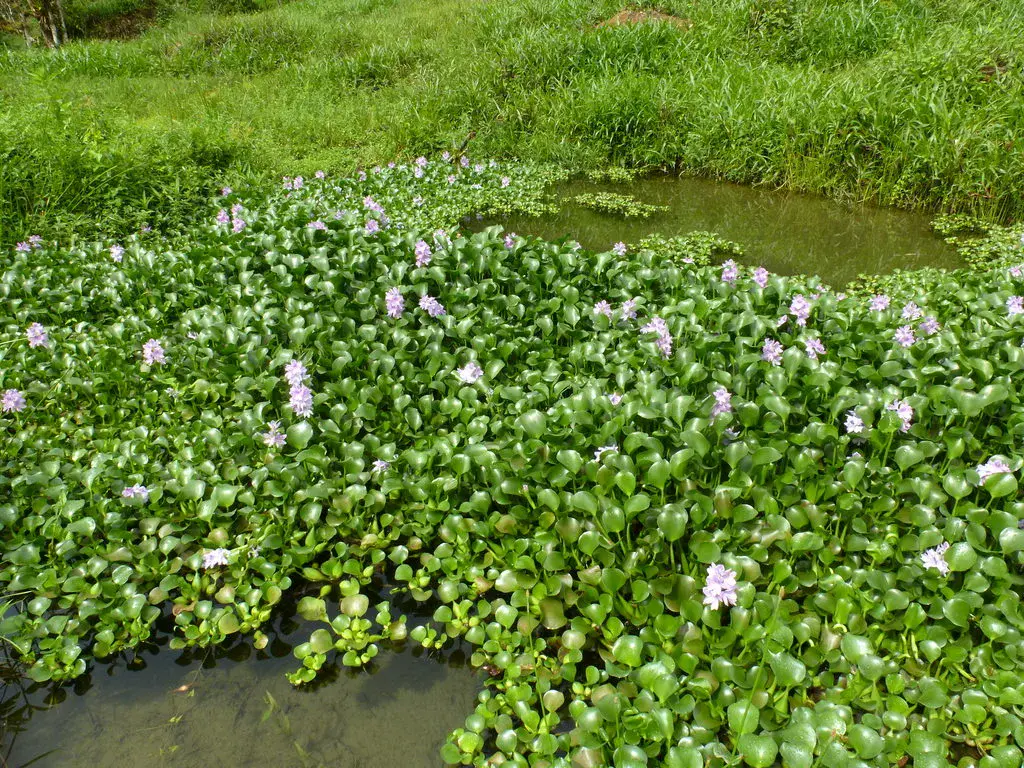 Floating hyacinth patch. Credit - Andreas Kay via flickr (CC BY-NC-SA 2.0).jpg