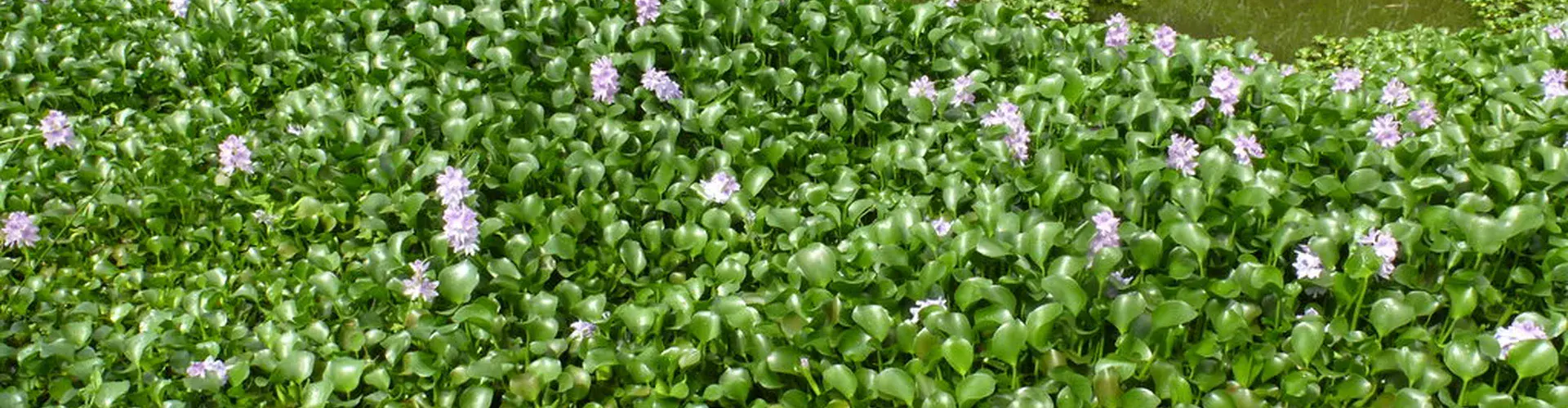 Floating hyacinth patch. Credit - Andreas Kay via flickr (CC BY-NC-SA 2.0).jpg
