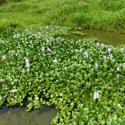 Floating hyacinth patch. Credit - Andreas Kay via flickr (CC BY-NC-SA 2.0).jpg