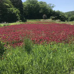 Overview of a decontaminated area used for flower recultivation experiments