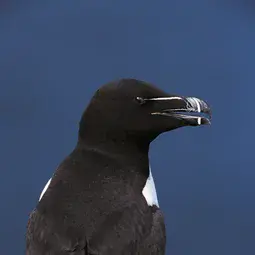 Razorbill Alca torda, Isle of May National Nature reserve